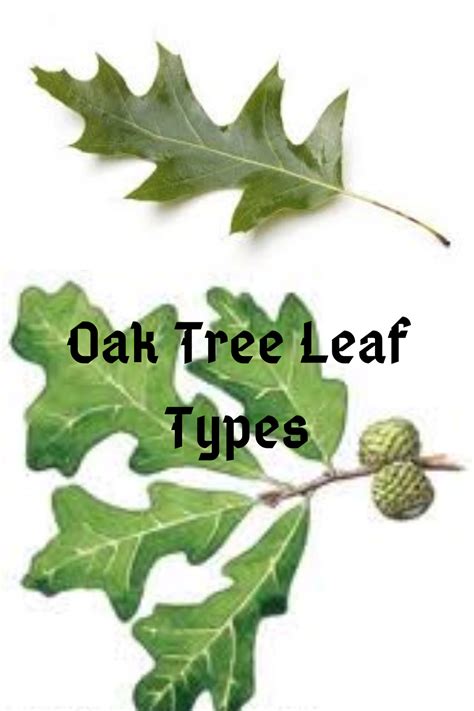 photos of oak leaves|pictures of oak leaves identification.